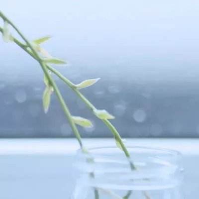 紫青双剑仙灵官方下载